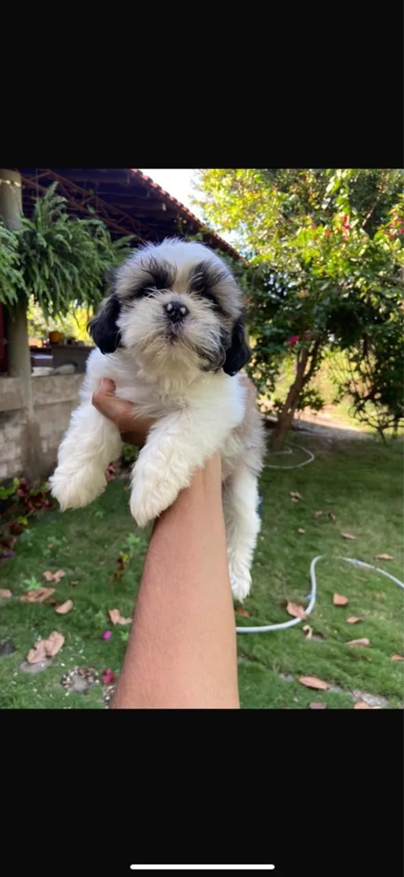 Filhote de Shih Tzu fofo e charmoso!