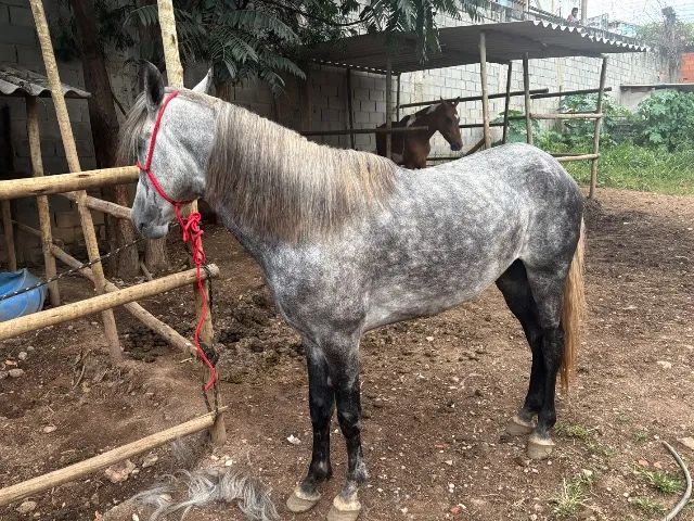 Cavalo Mangalarga Marchador  - Foto 2