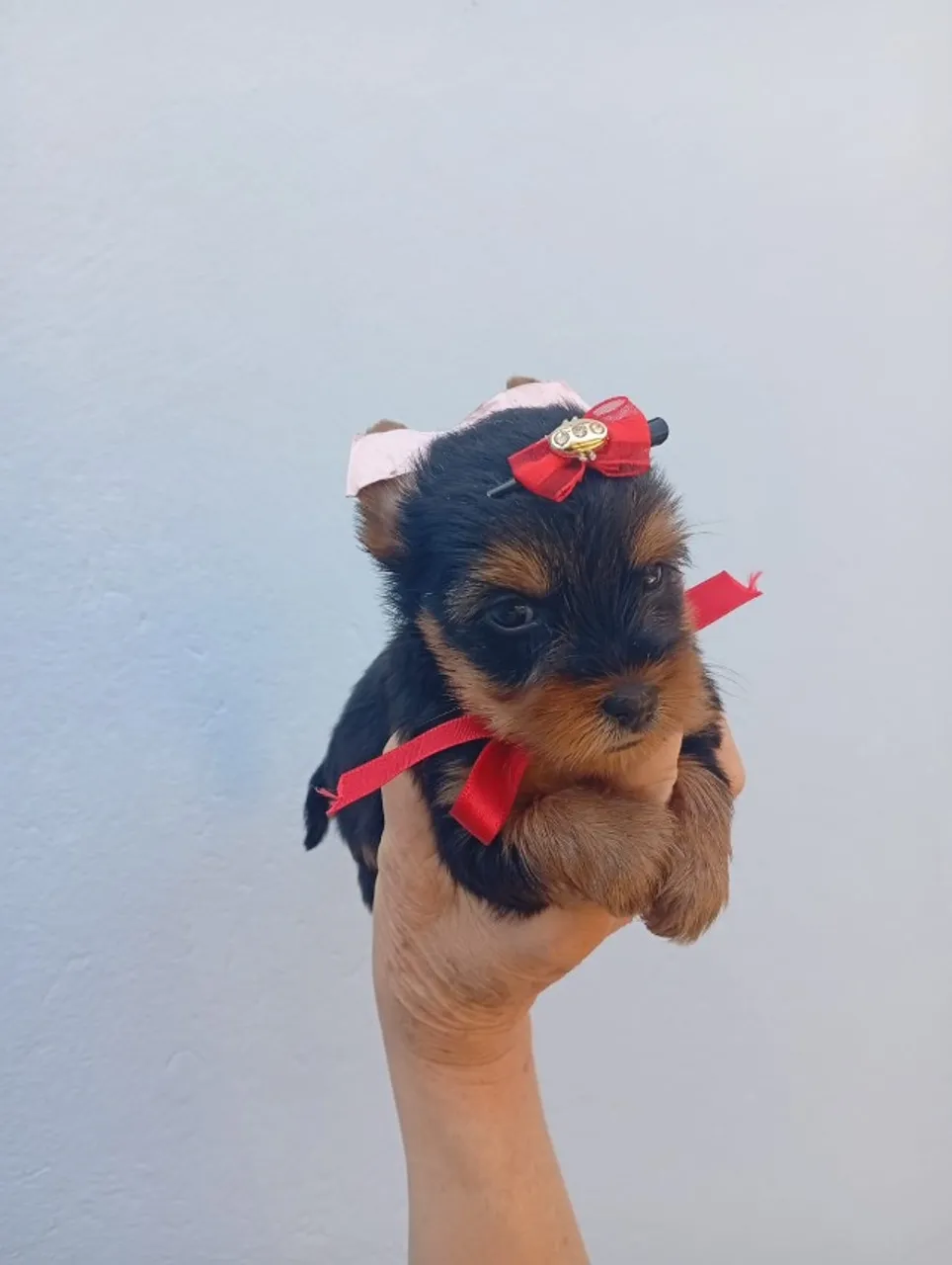 Filhotinhos de Yorkshire Procurando Um Colo Quentinho!