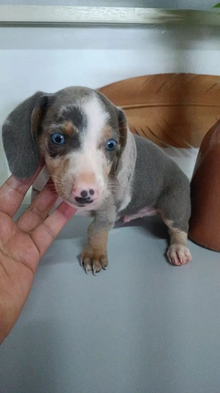Filhote Dachshund Azul e Branco