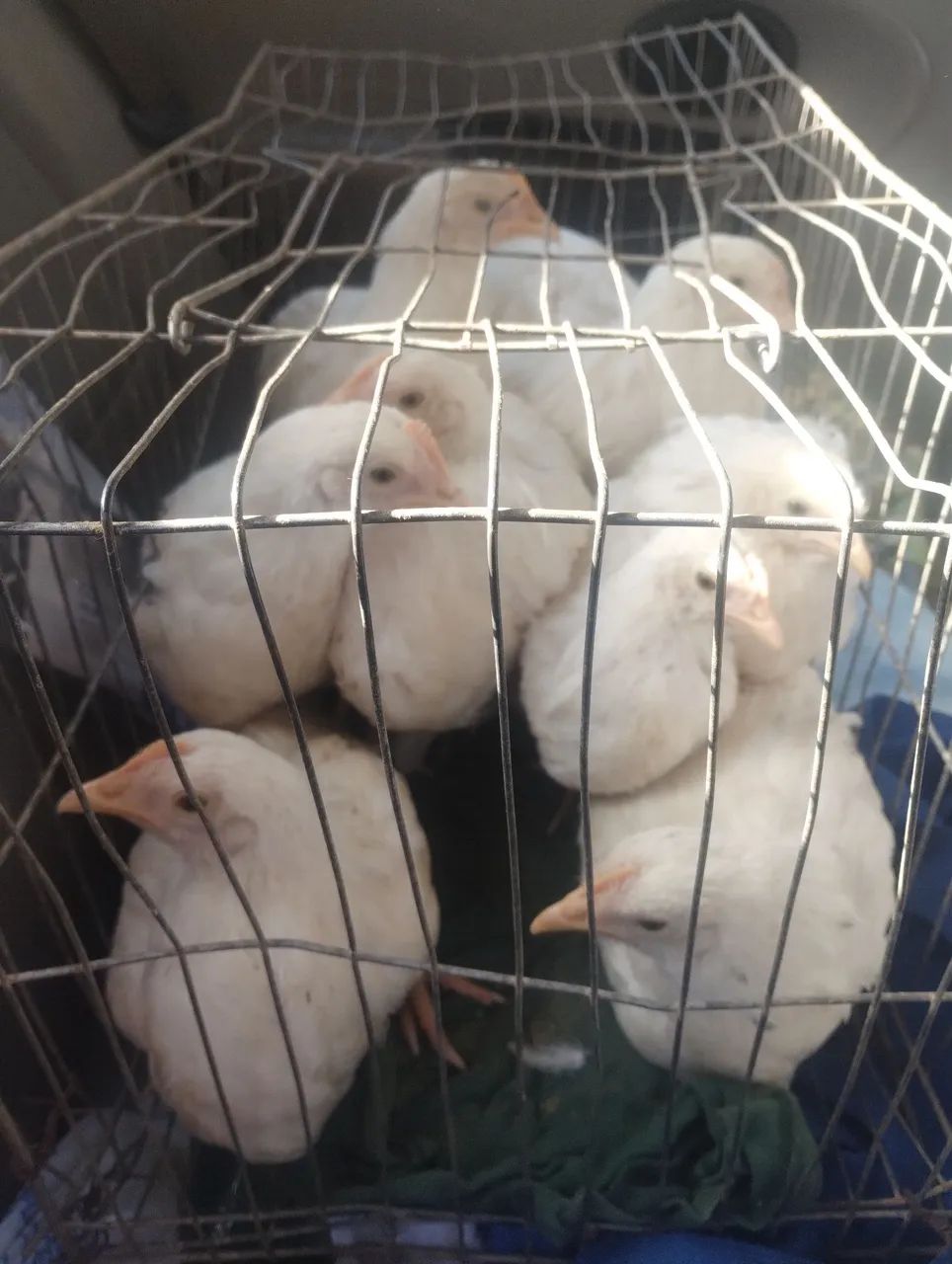 Pintinhos  Postura Azul - Ovos Azuis - Foto 2