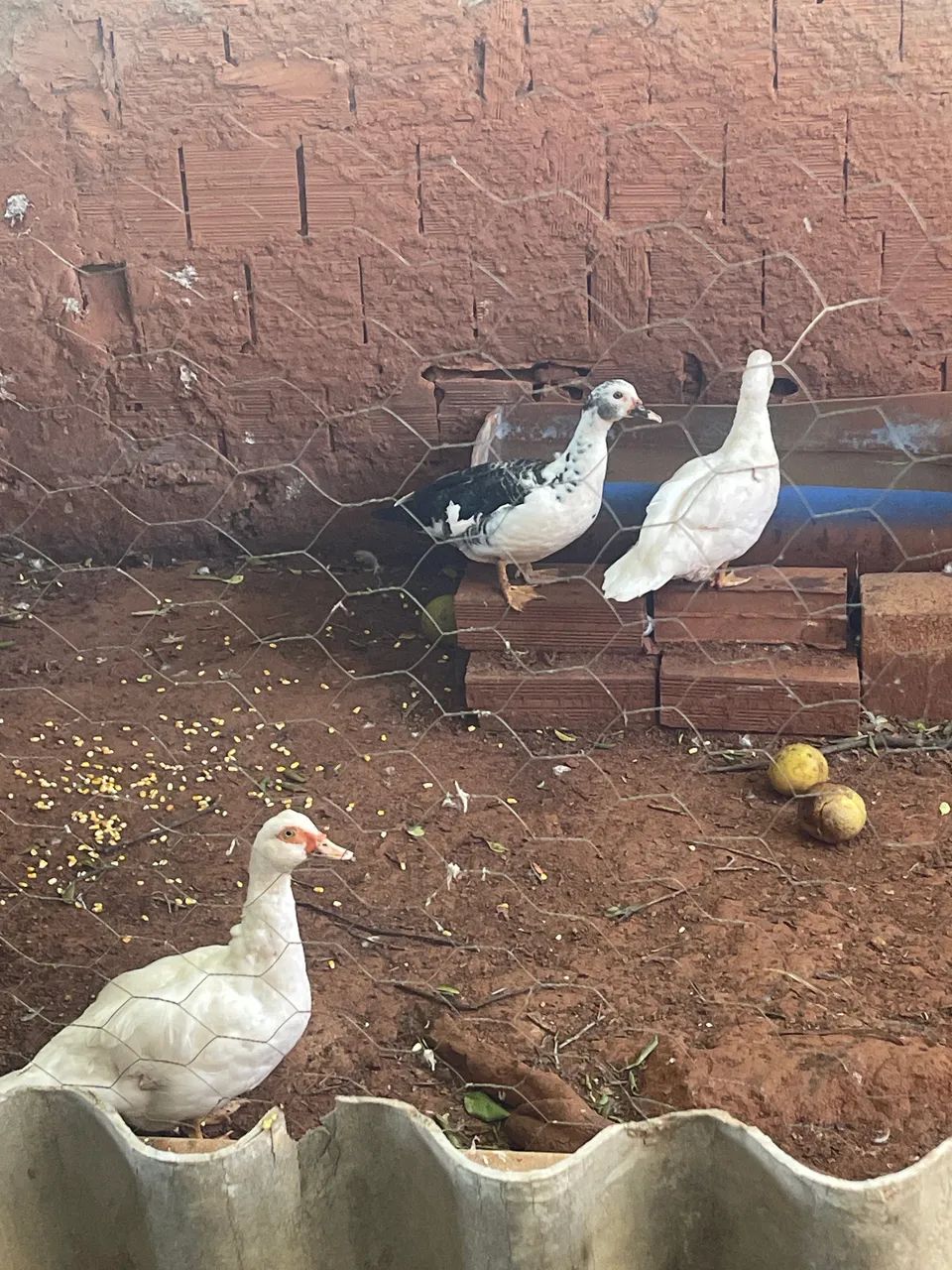Patos 