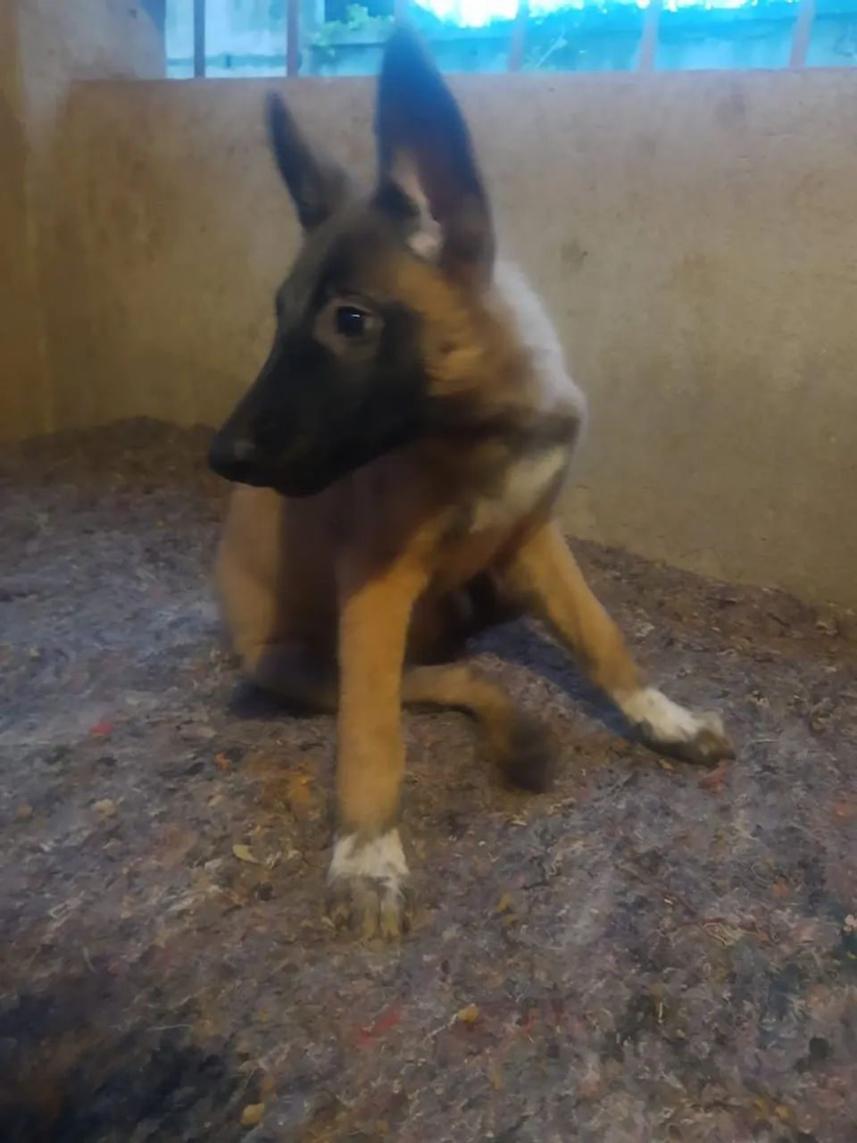 Filhotes Pastor Malinois  - Foto 4