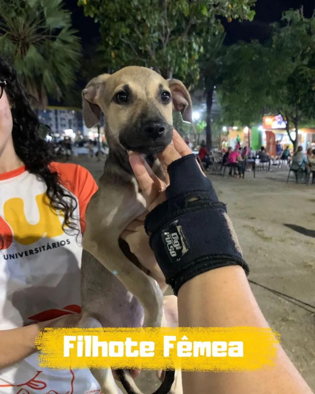 Filhotes disponíveis  - Foto 2