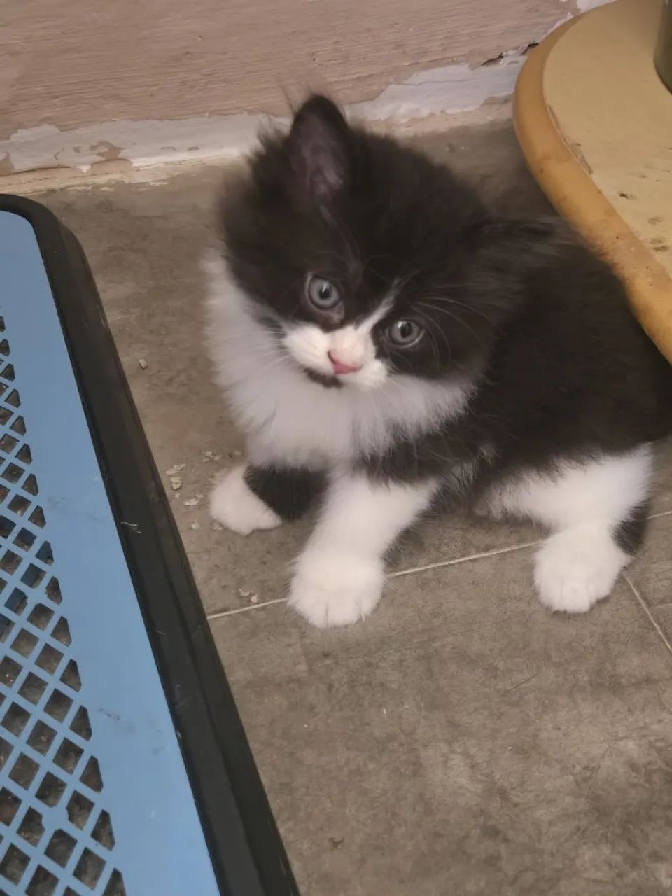 Filhote persa à venda! - Foto 4