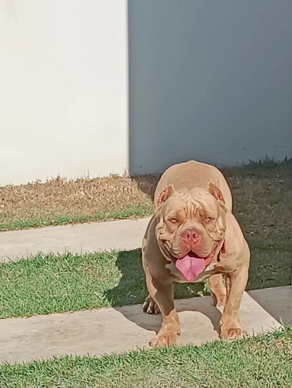 American Bully - Foto 2