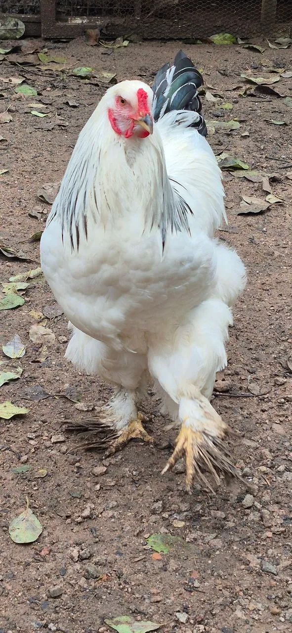 Frango Brahma Light 
