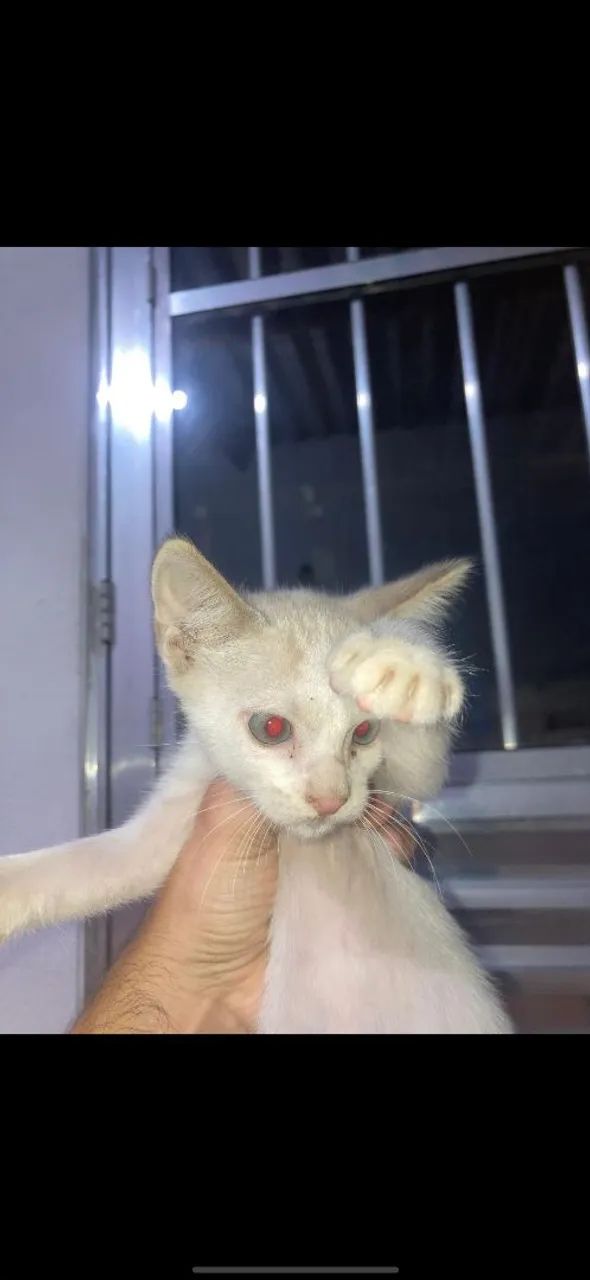 Doação de gatinho macho lindo - Foto 5