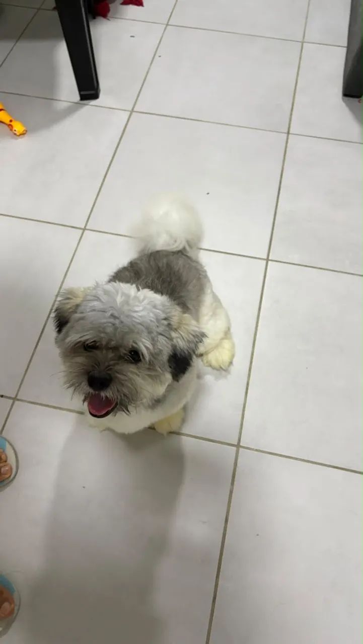 Dois filhotes de Lasha Apso - Foto 2