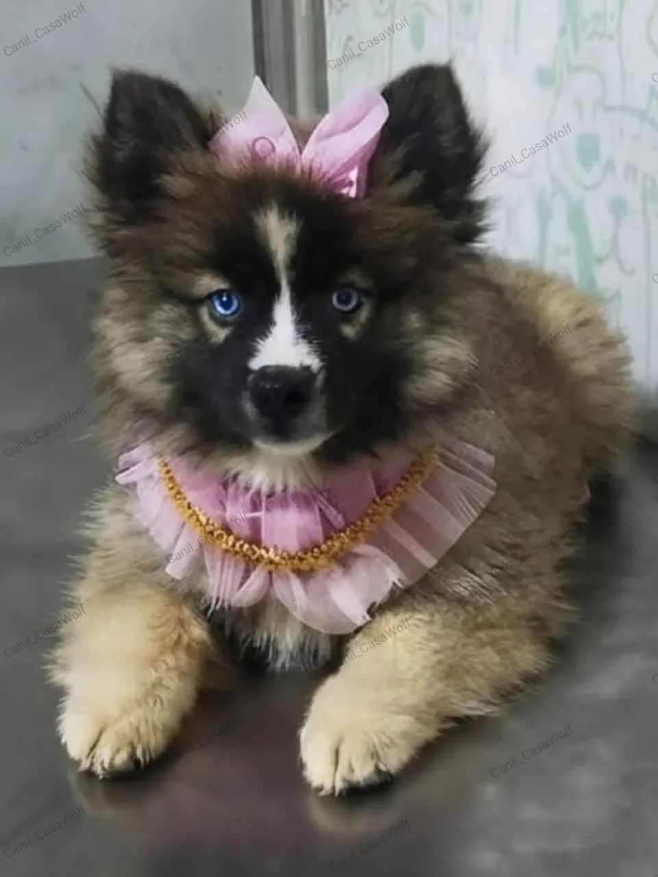Husky siberiano filhotes com pedigree 