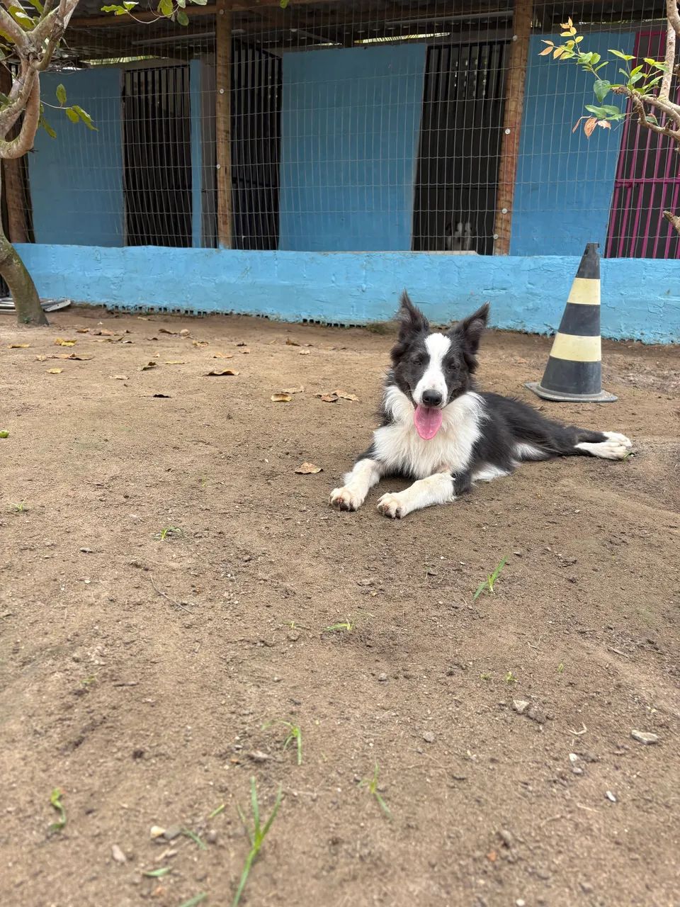 Border Collie  - Foto 2