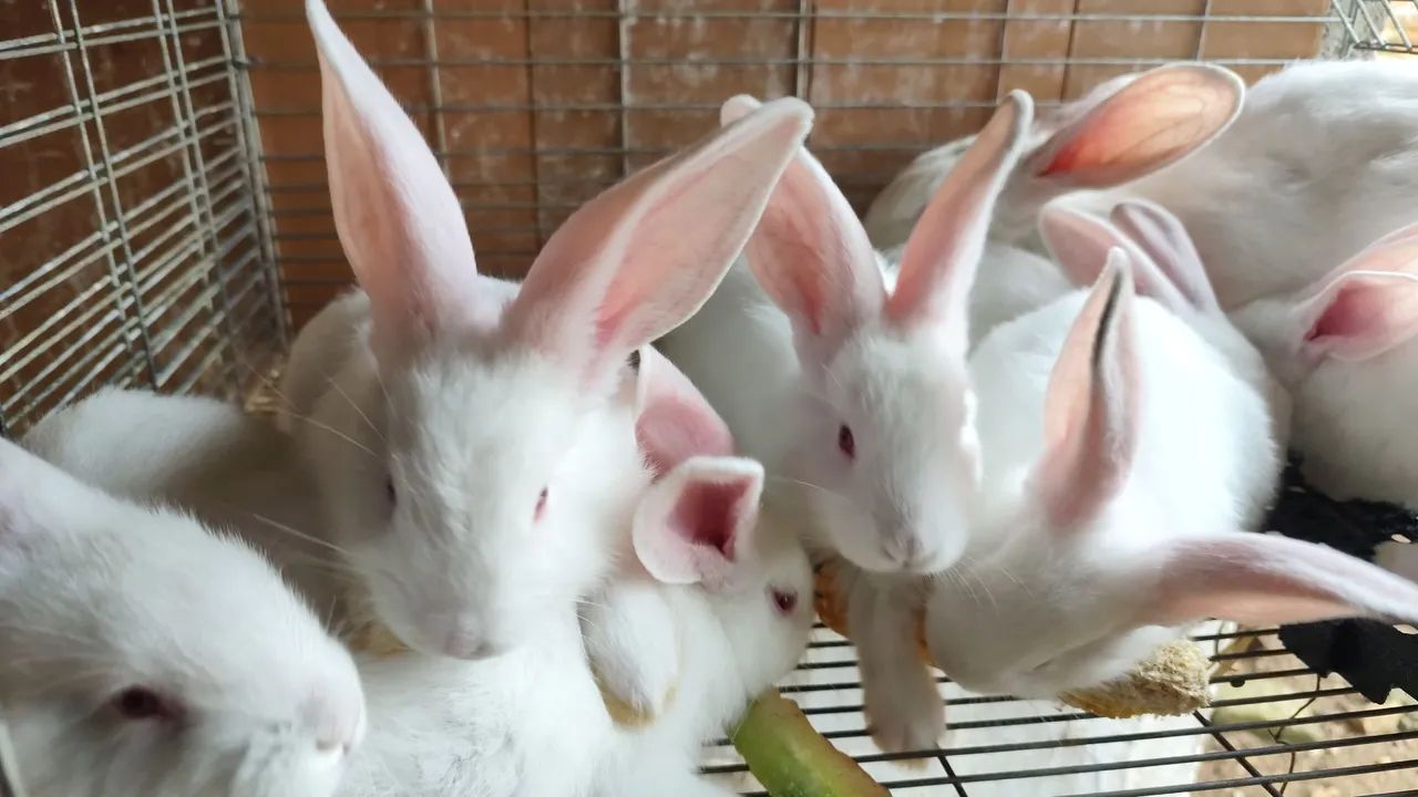 Coelhos gigante de Flandres 