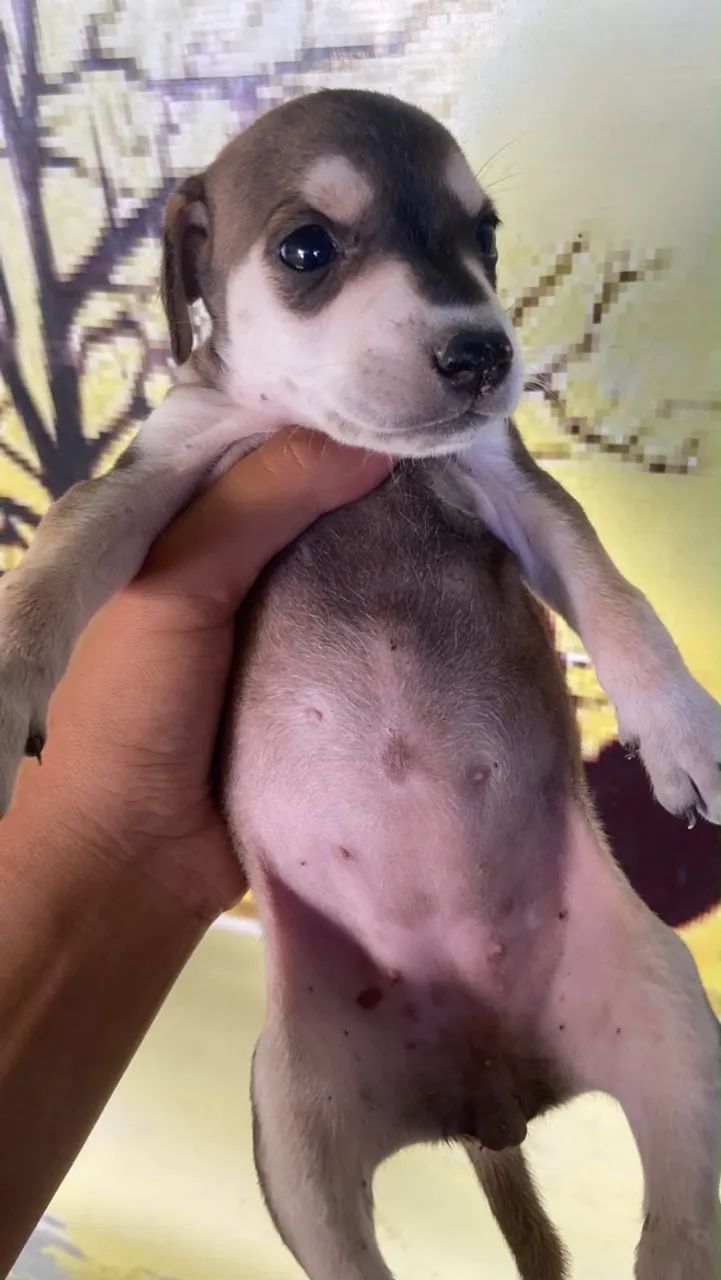 Doação de cachorro  - Foto 3