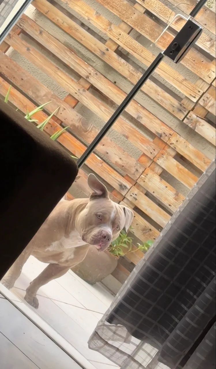American bully - Foto 5