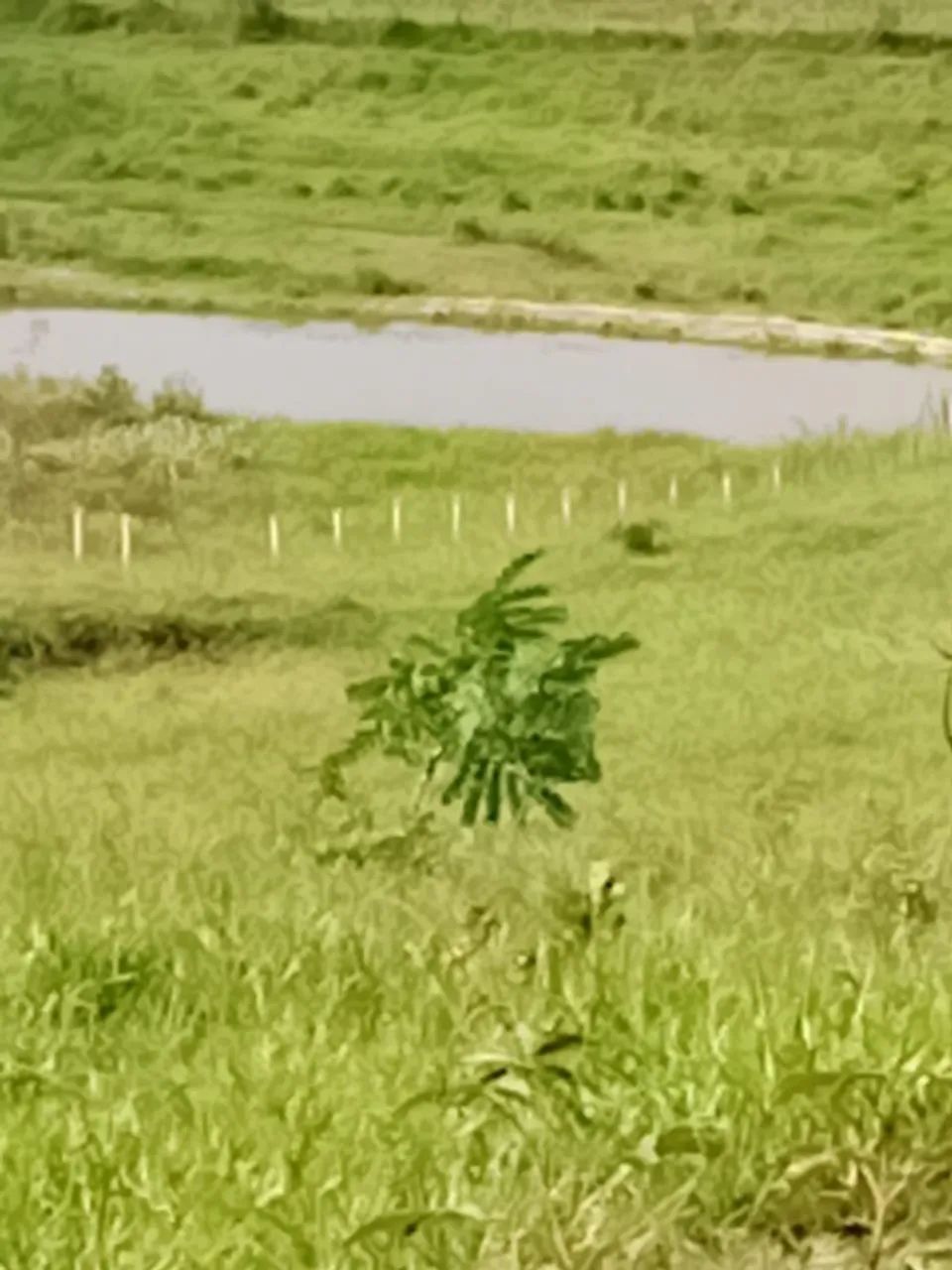 Chácara em Bonfim 20 mil metros² - Foto 2