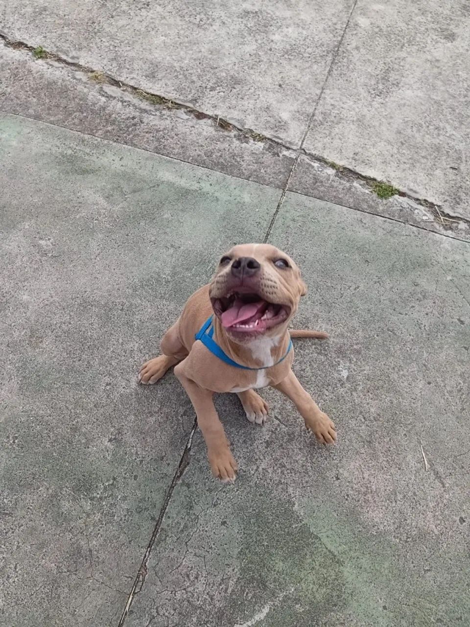 Vendo filhote american bully 