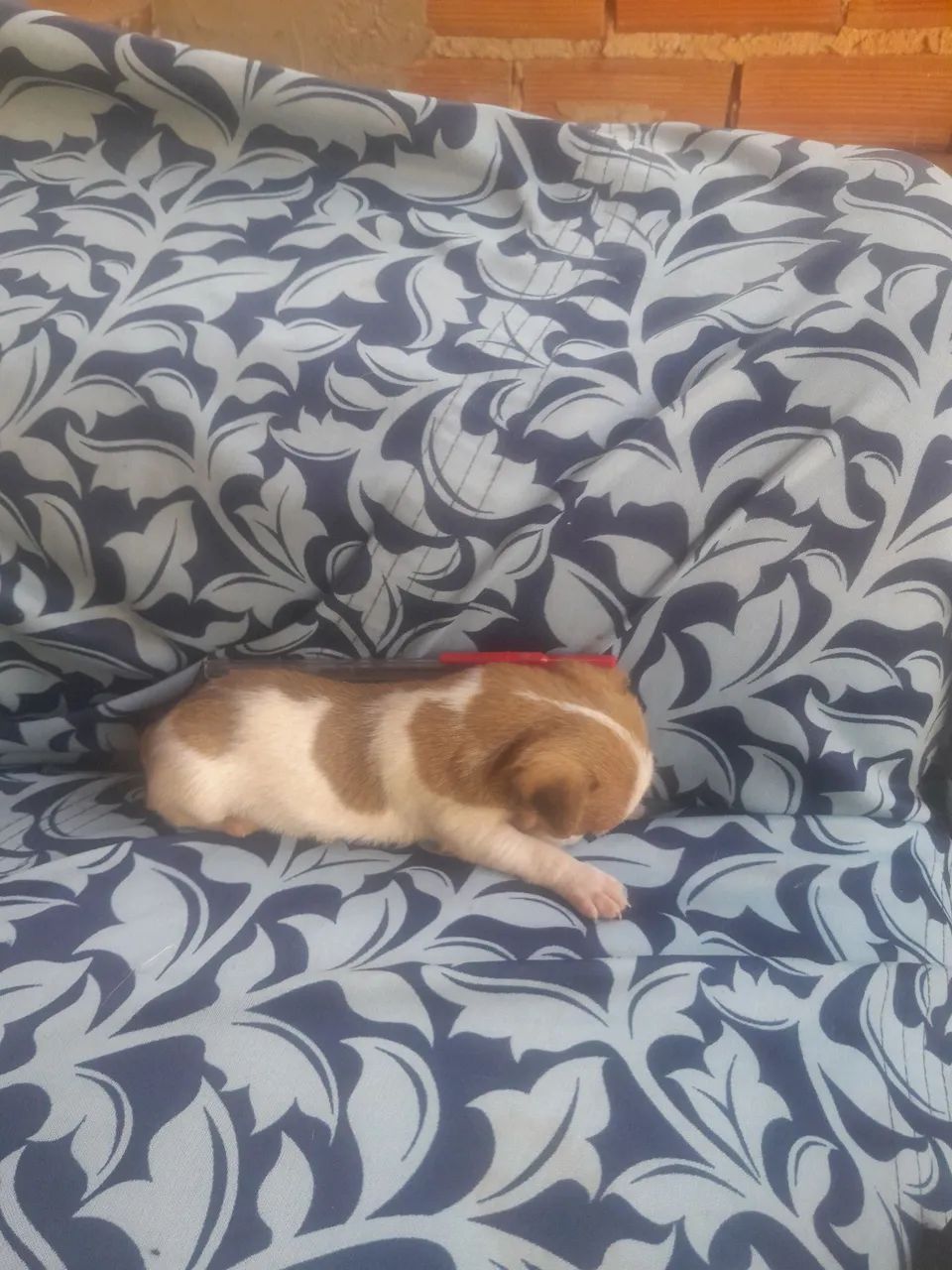Cachorro 