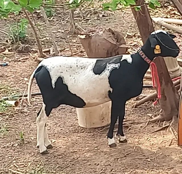 VENDO OVELHAS