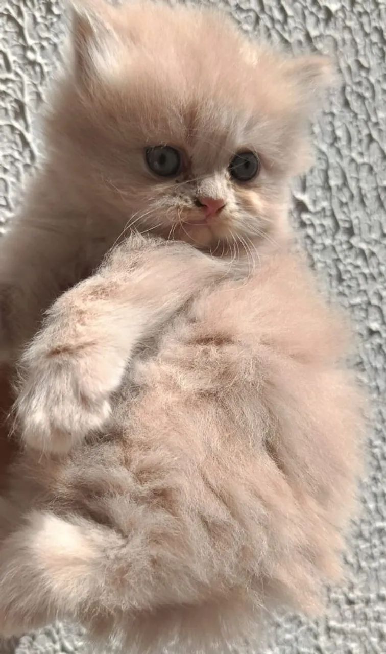 Gatos Persas  - Foto 2