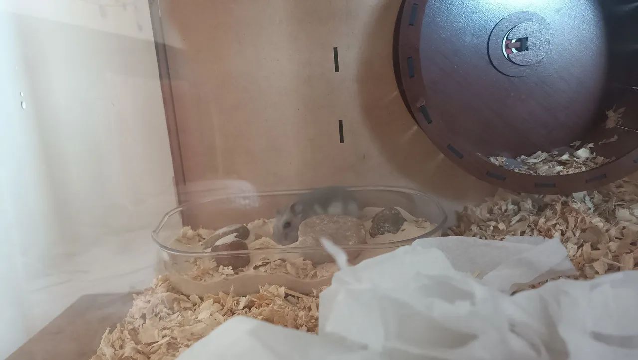 Hamster anão russo com terrario e gaiola + sementes e pedras - Foto 5