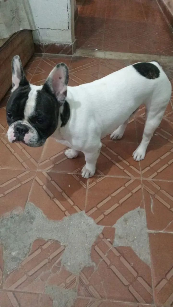 Buldog francês  - Foto 3