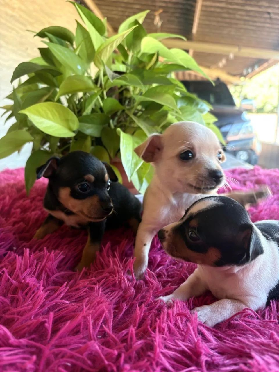 Pinscher - Foto 4