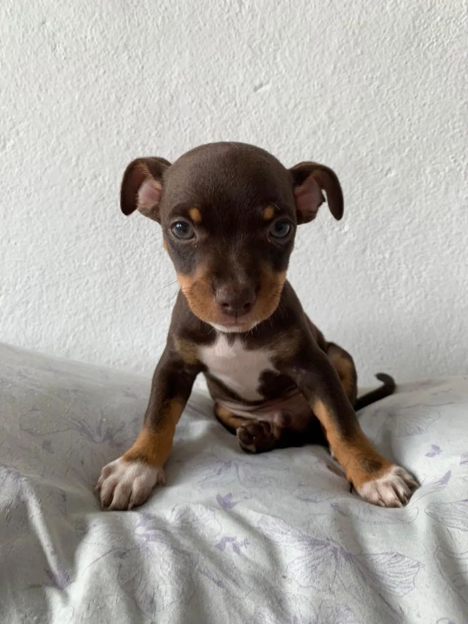 Doações de cachorros 