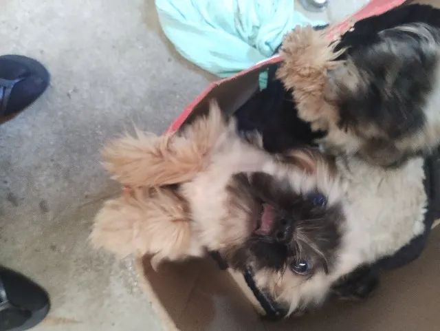 Shihtzu macho - Foto 3