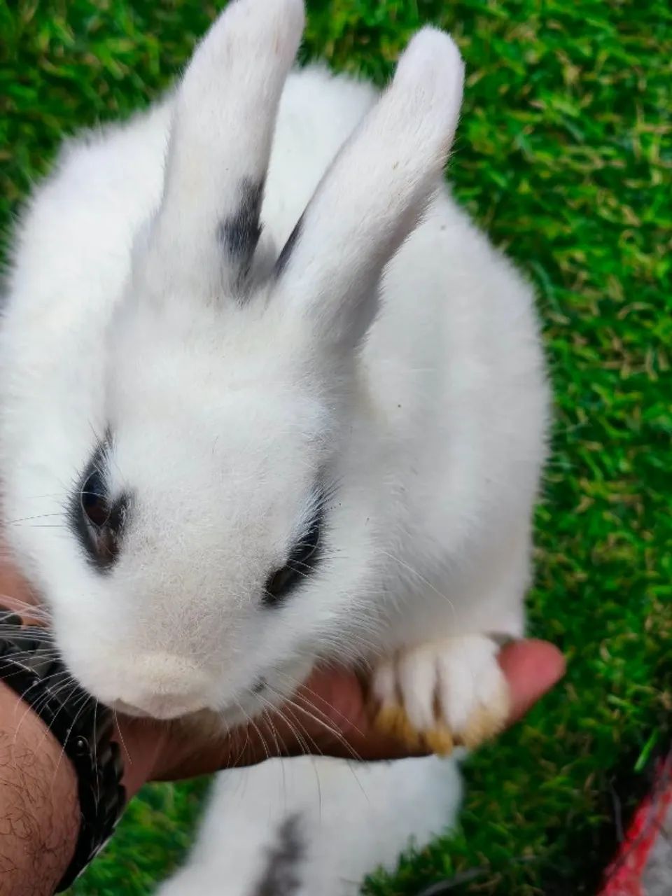 Coelho Mini  - Foto 2