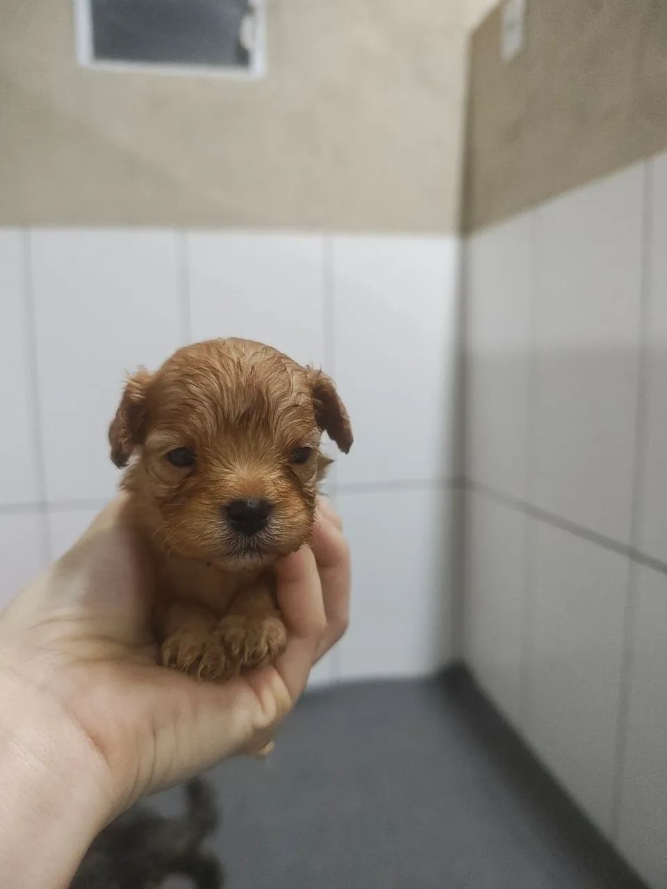 Lindo filhote de Cavapoo macho Fulvo - Foto 3