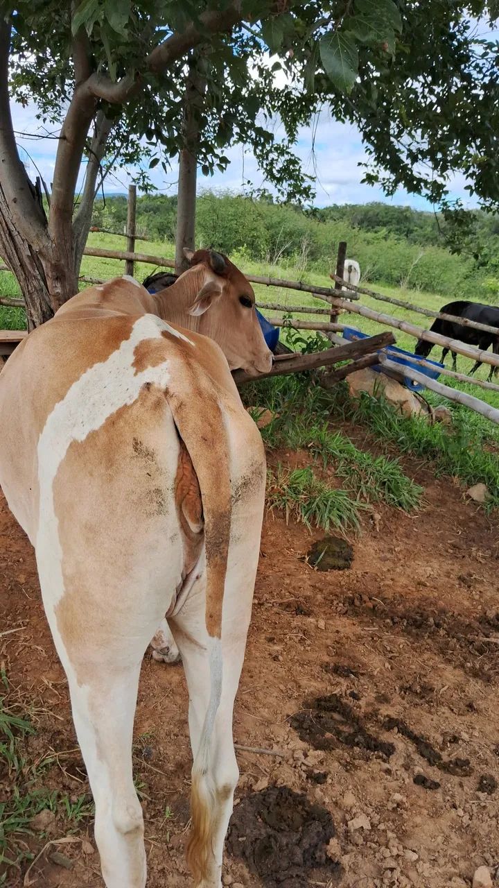 Novilhas nelore pintada 