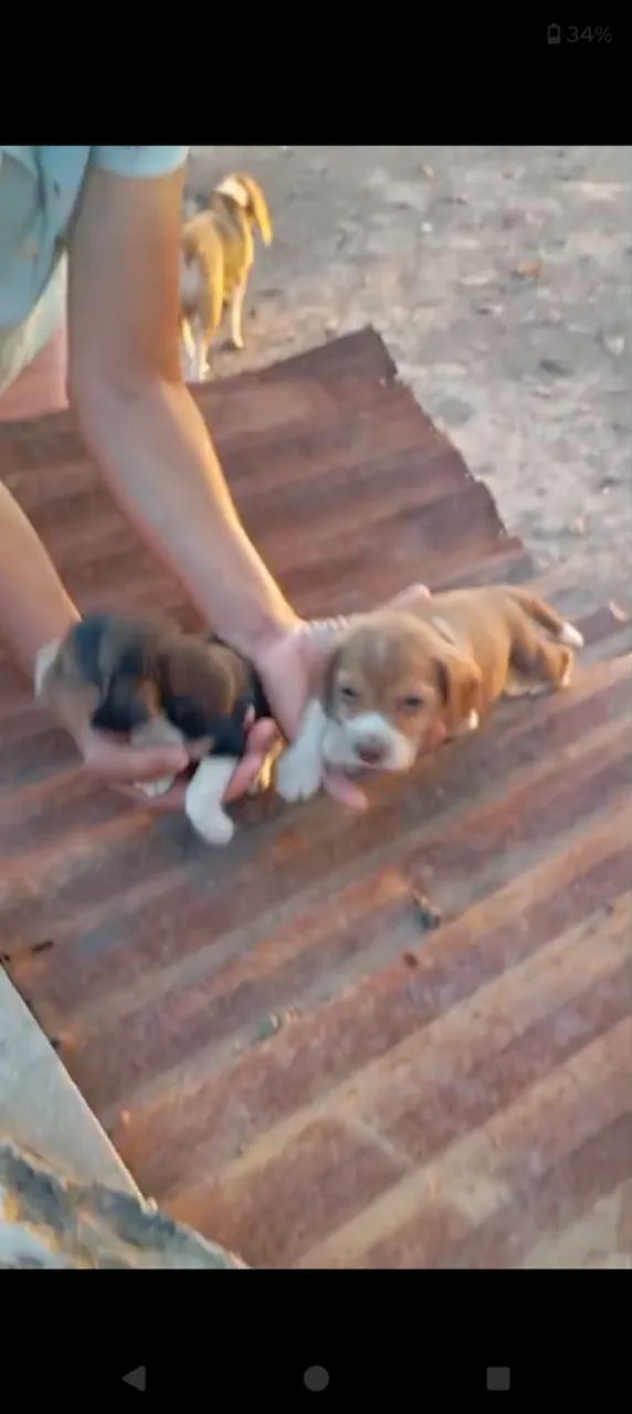Filhote de beagle