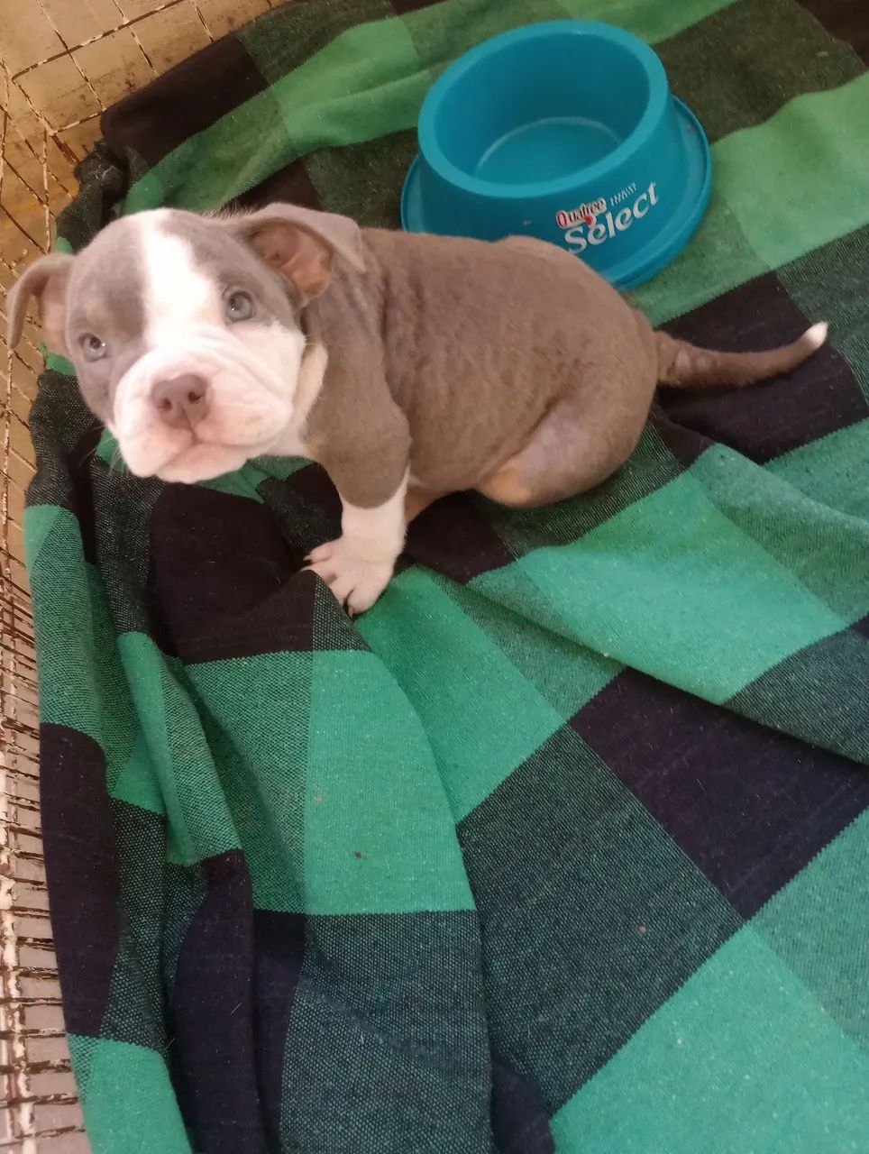 Américan Bully 