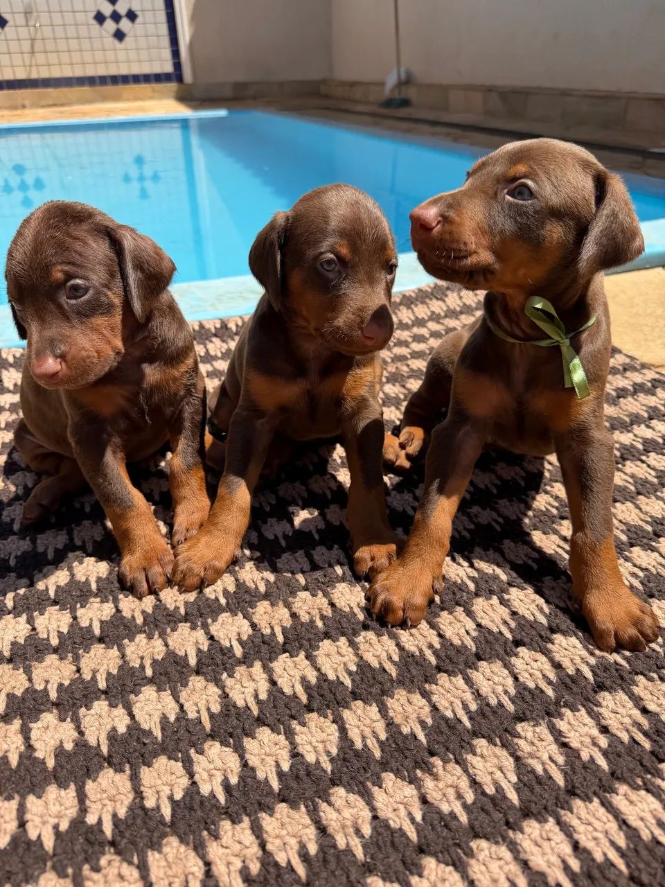 Dobermans disponíveis  - Foto 4