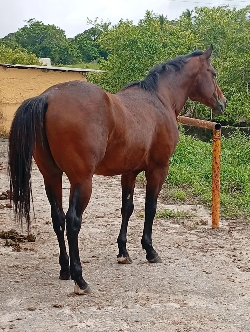Cavalo QM PO  - Foto 6