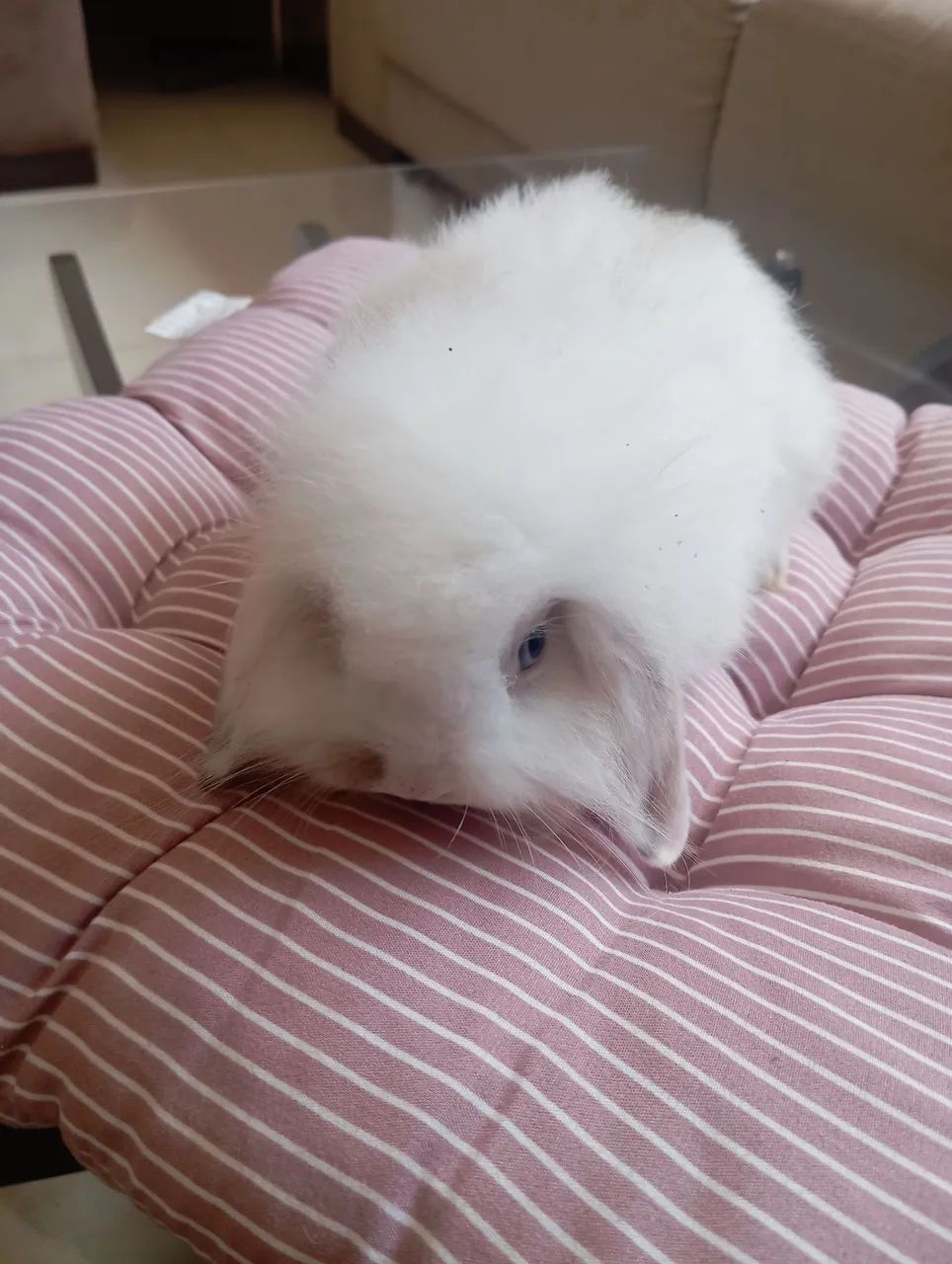 Lindos coelhinhos à venda  - Foto 4