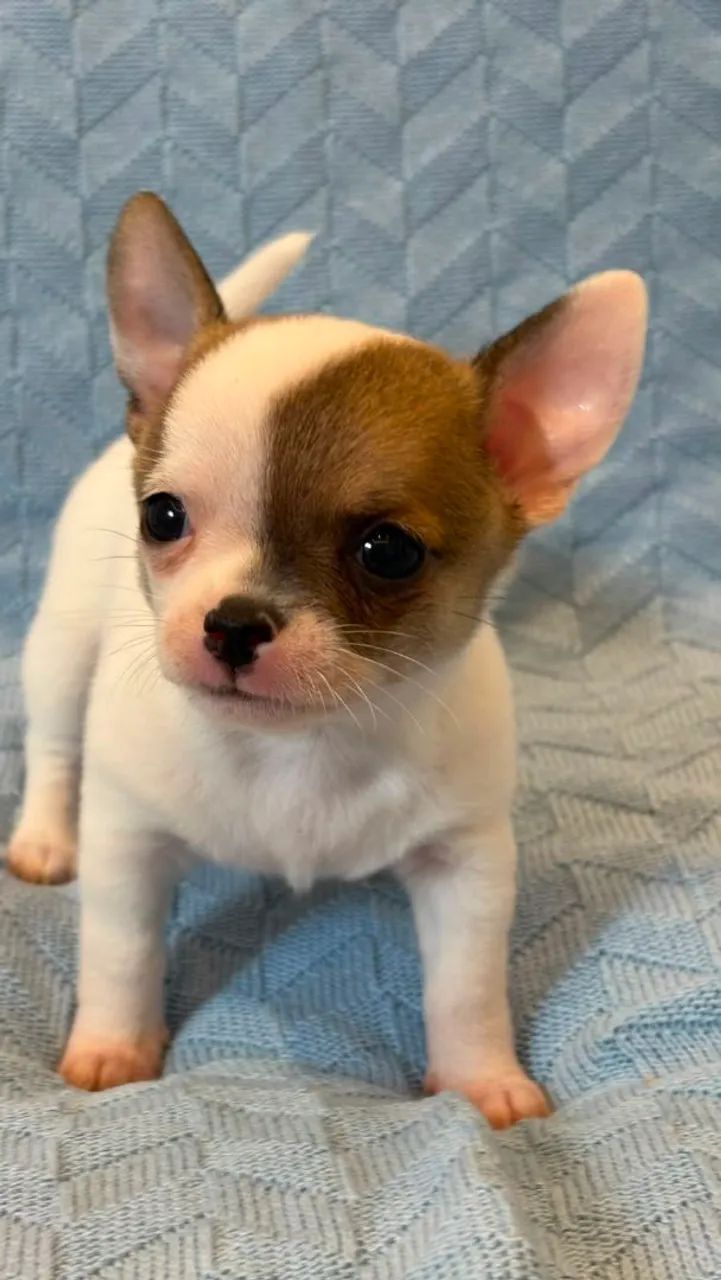 Chihuahua macho Pêlo curto. Um garoto super esperto!