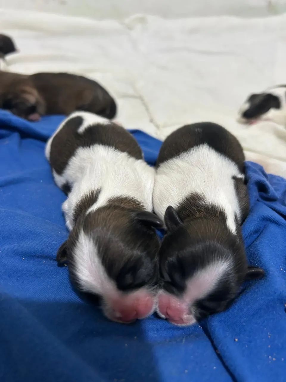 Shihtzu