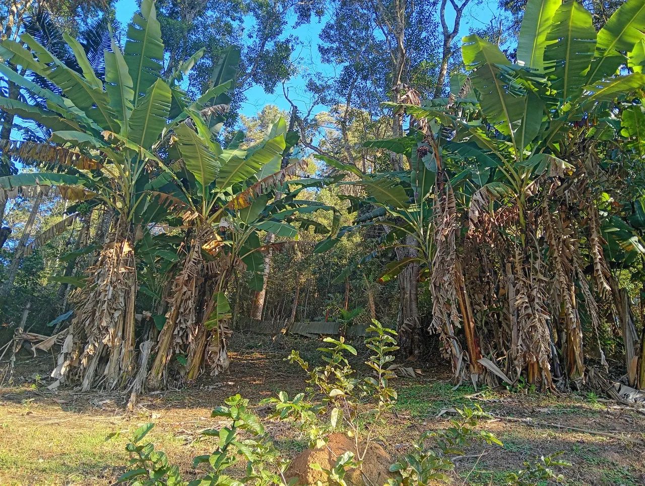 Chácaras e sítios a venda  - Foto 10
