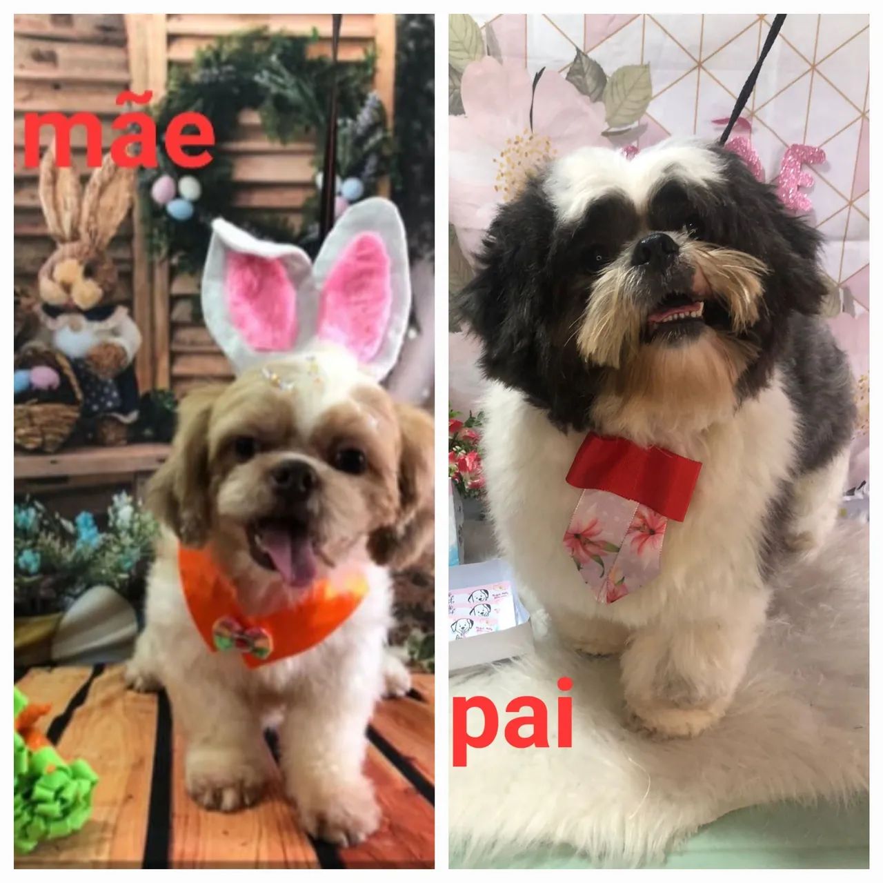 Bebês Shih Tzu 