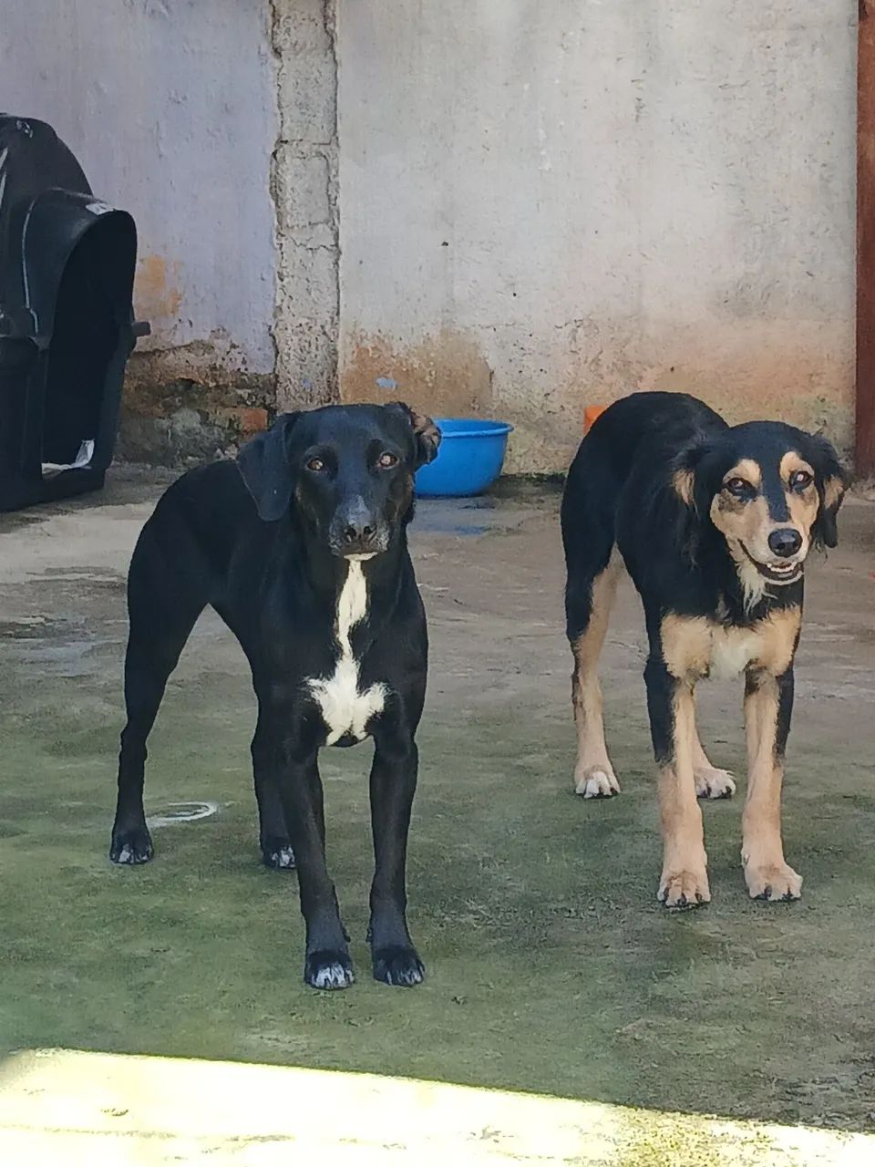 Adoção 