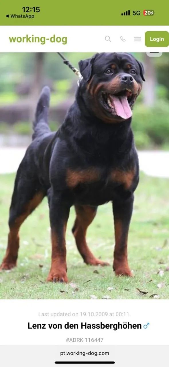 Filhotes com Pedigree A Venda