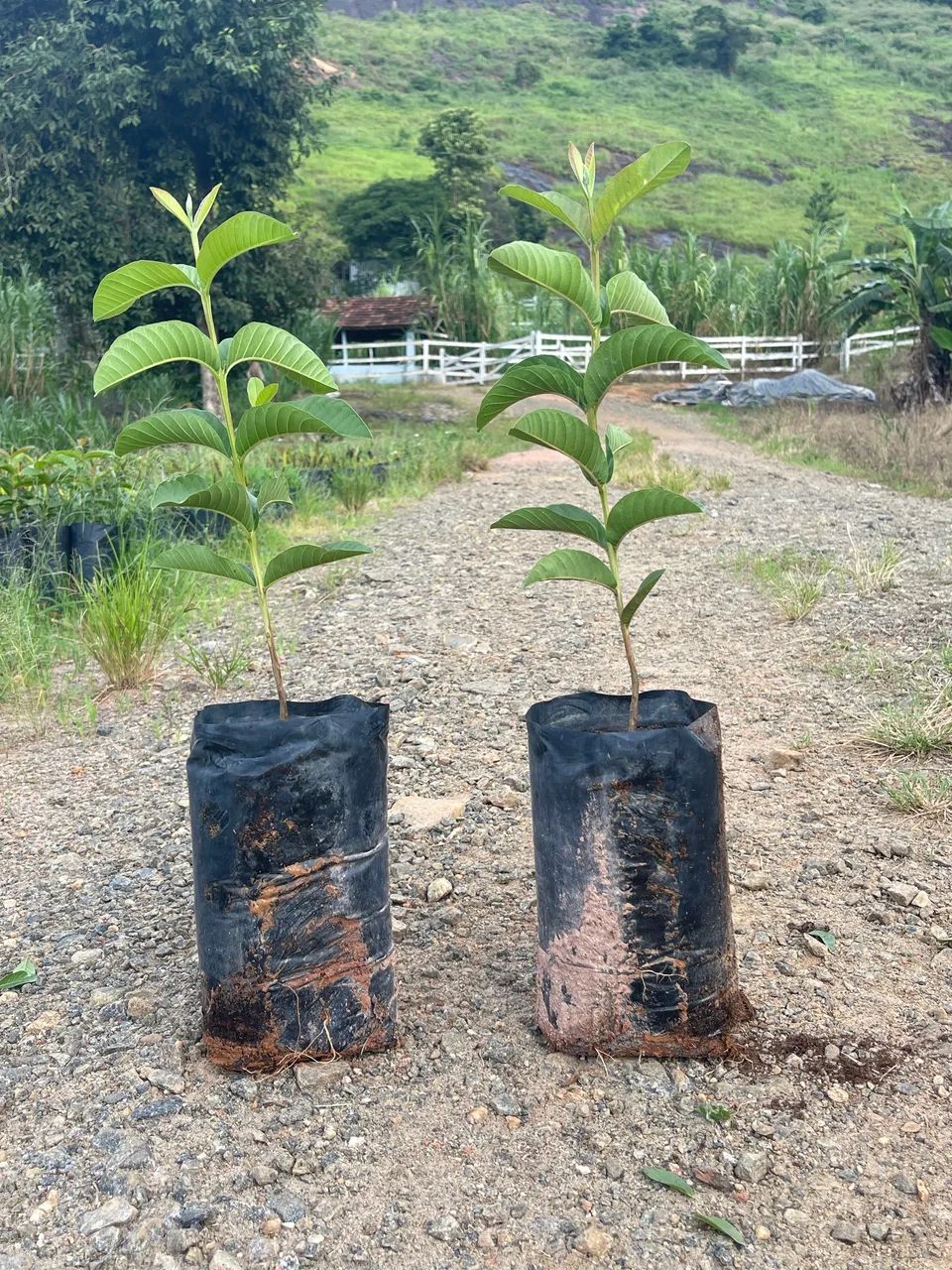 Goiaba - Foto 2