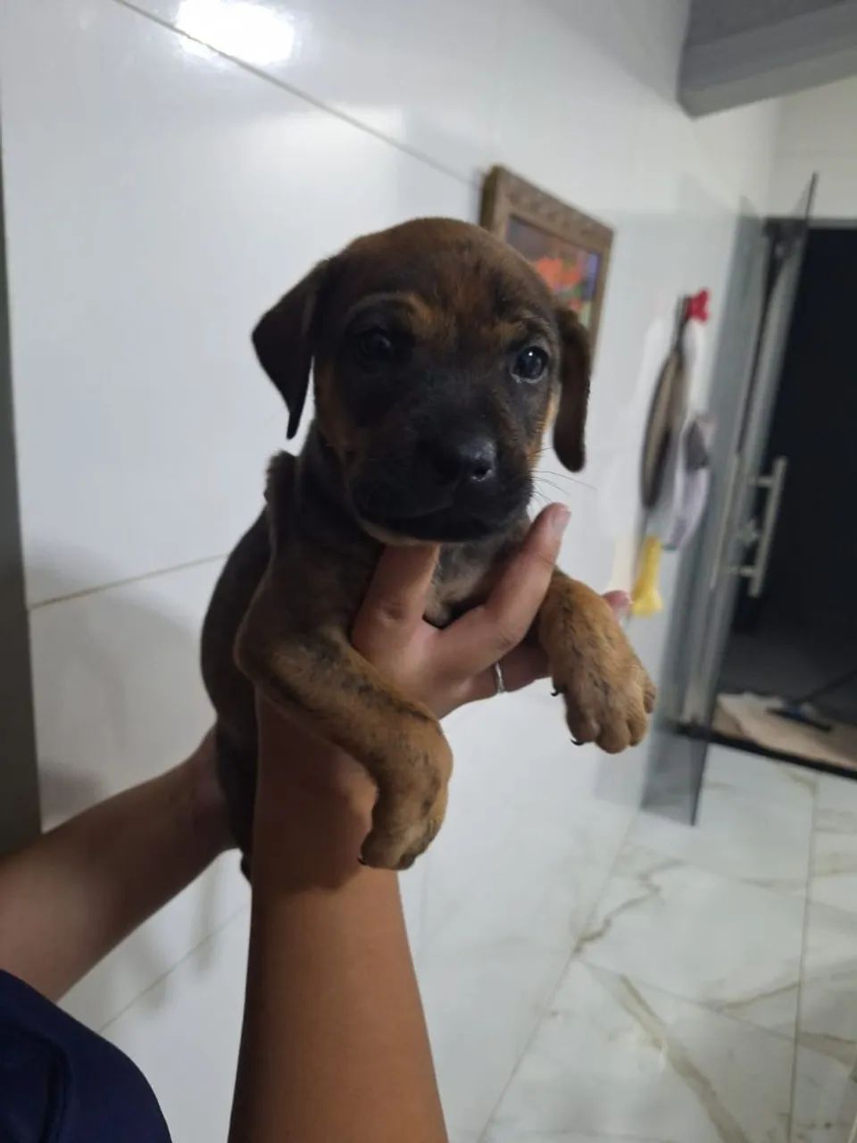 Doação responsável  - Foto 4