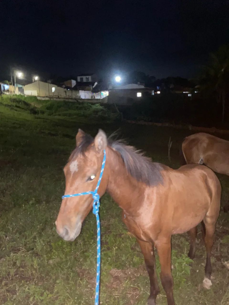 Potro Castanho - Foto 2