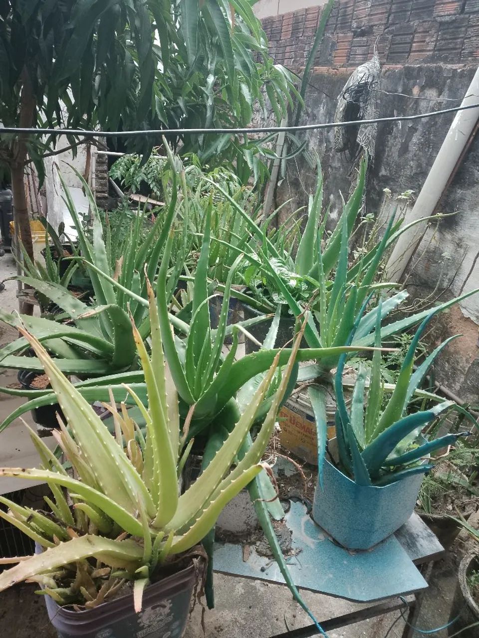 Plantas babosa 