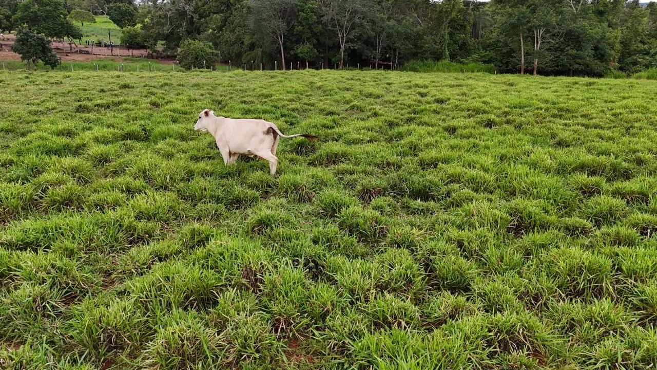 Linda Fazenda Pronta pra mora  - Foto 5