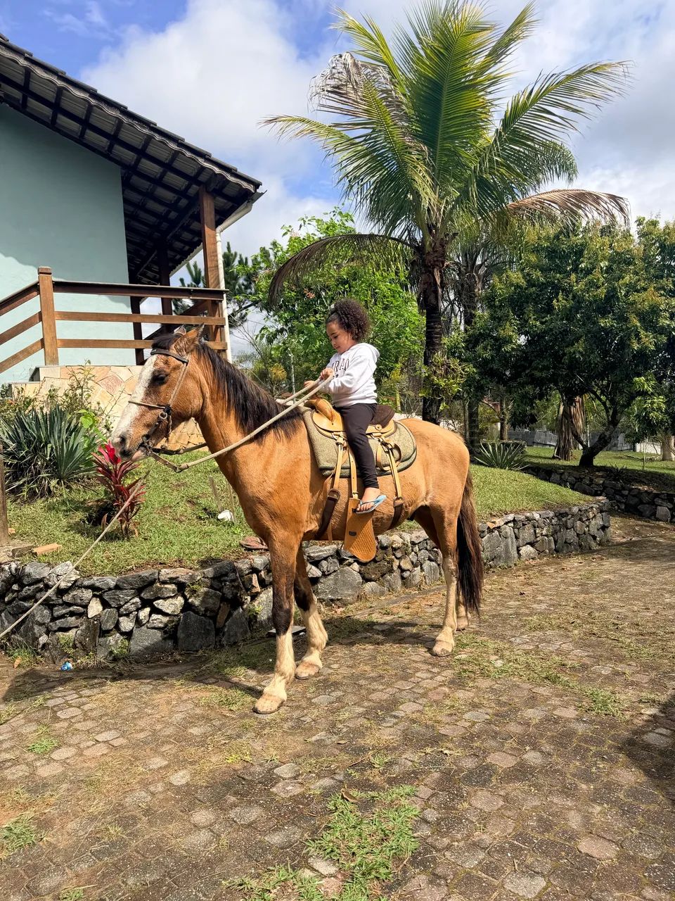Cavalo Mangalarga  - Foto 3