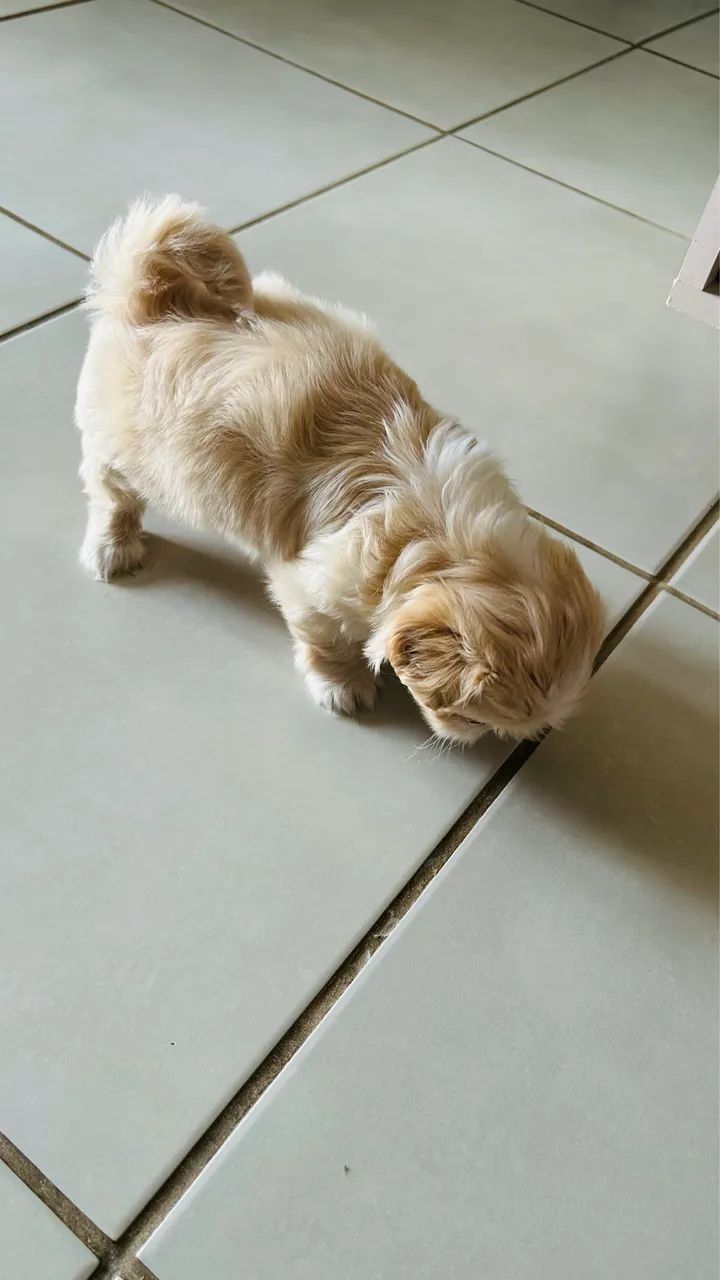 Shihtzu  - Foto 3