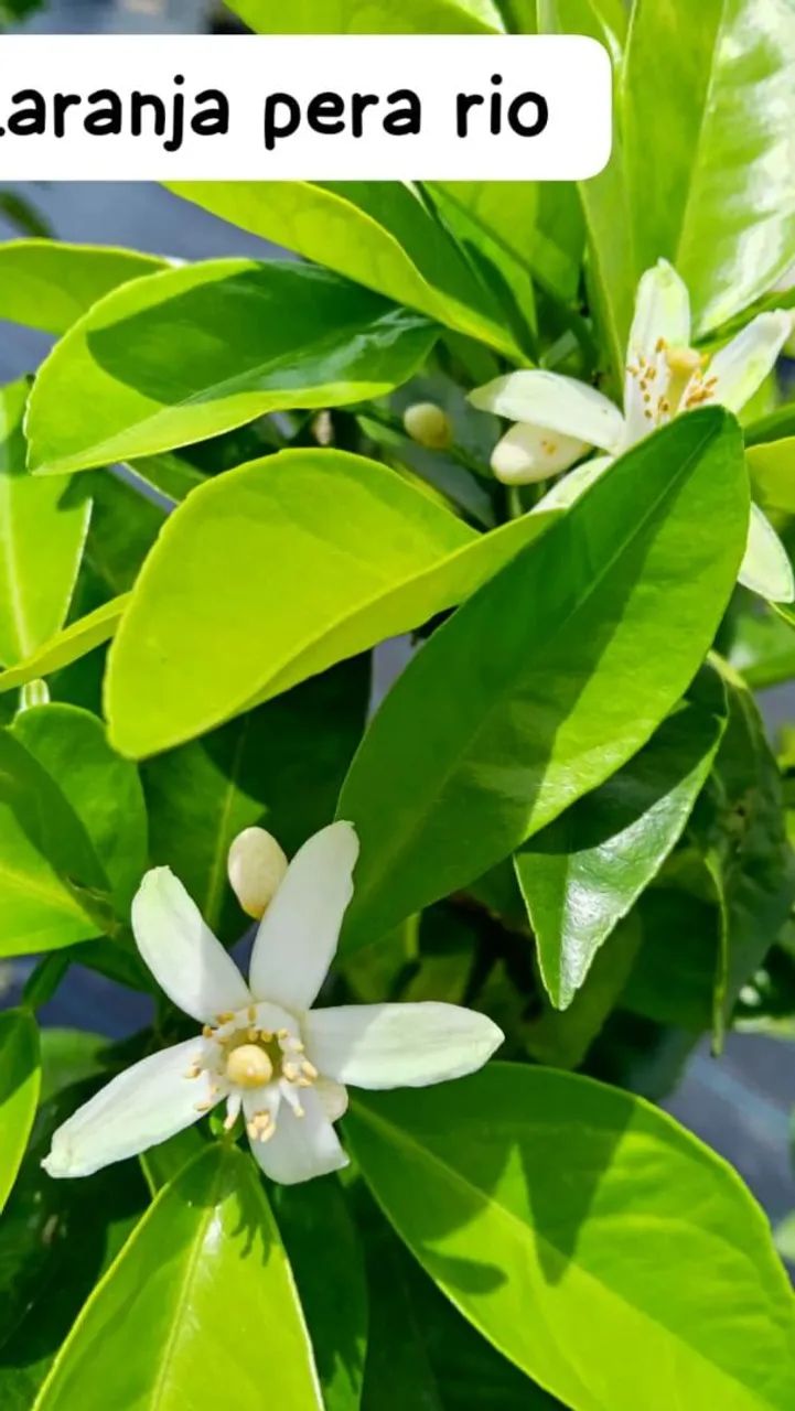 Frutíferas produzindo  - Foto 2
